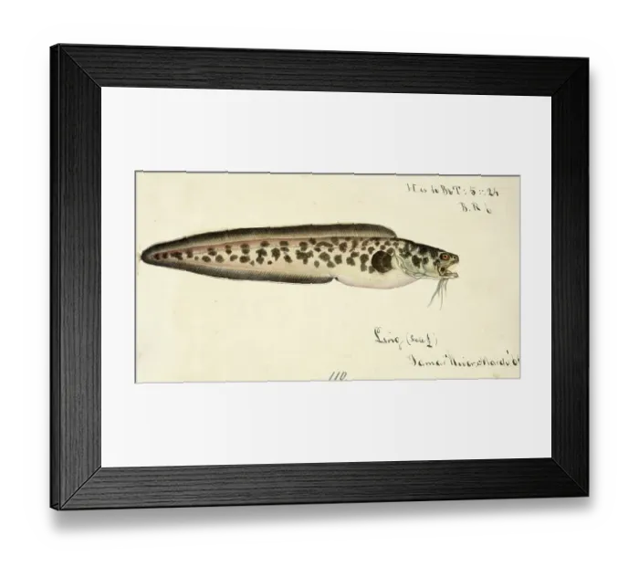 Framed Print : Kingklip, Genypterus capensis, a species of cusk eel, fish, reproduction of an original, by Frank Edward Clarke (b. 1849, d. 1899), ichthyologist and scientific draughtsman Framed Print : Kingklip, Genypterus capensis, a species of cusk eel, fish, reproduction of an original, by Frank Edward Clarke (b. 1849, d. 1899), ichthyologist and scientific draughtsman