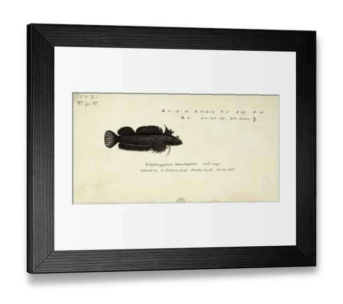 Framed Print : Three-fin blenny, Gilloblennius tripennis, Thripenny, Fish, Reproduction of an original, by Frank Edward Clarke (b. 1849, d. 1899), ichthyologist and scientific draughtsman