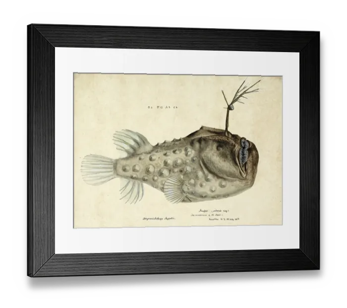 Framed Print : Spiny anglerfish, Himantolophus appelii, The prickly anglerfish, fish, reproduction of an original, by Frank Edward Clarke (b. 1849, d. 1899), ichthyologist and scientific draughtsman Framed Print : Spiny anglerfish, Himantolophus appelii, The prickly anglerfish, fish, reproduction of an original, by Frank Edward Clarke (b. 1849, d. 1899), ichthyologist and scientific draughtsman