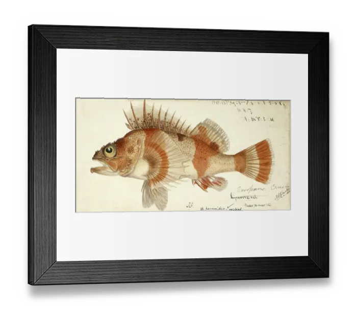 Framed Print : Red gurnard perch, Helicolenus percoides, reef ocean perch, coral cod, coral perch, Jock Stewart, kuriarki, ocean perch, red gurnard perch, fish, reproduction of an original, by Frank Edward Clarke (b. 1849, d)