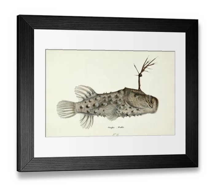 Framed Print : Spiny anglerfish, Himantolophus appelii, The prickly anglerfish, fish, reproduction of an original, by Frank Edward Clarke (b. 1849, d. 1899), ichthyologist and scientific draughtsman