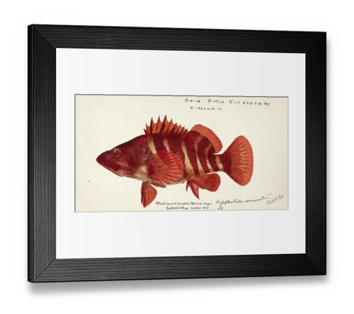 Framed Print : Sawfish, Hypoplectrodes semicinctum, genus of marine ray-finned fish belonging to the family Anthiadidae, fish, reproduction of an original, by Frank Edward Clarke (b. 1849, d. 1899), ichthyologist and scientific draughtsman