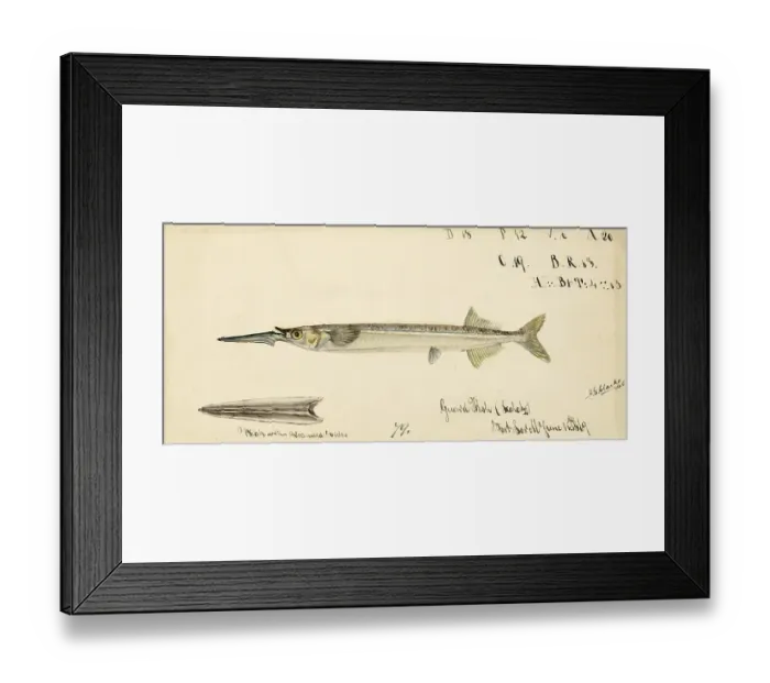 Framed Print : Southern garfish, Hyporhamphus melanochir, Southern garfish, fish, reproduction of an original, by Frank Edward Clarke (b. 1849, d. 1899), ichthyologist and scientific draughtsman Framed Print : Southern garfish, Hyporhamphus melanochir, Southern garfish, fish, reproduction of an original, by Frank Edward Clarke (b. 1849, d. 1899), ichthyologist and scientific draughtsman