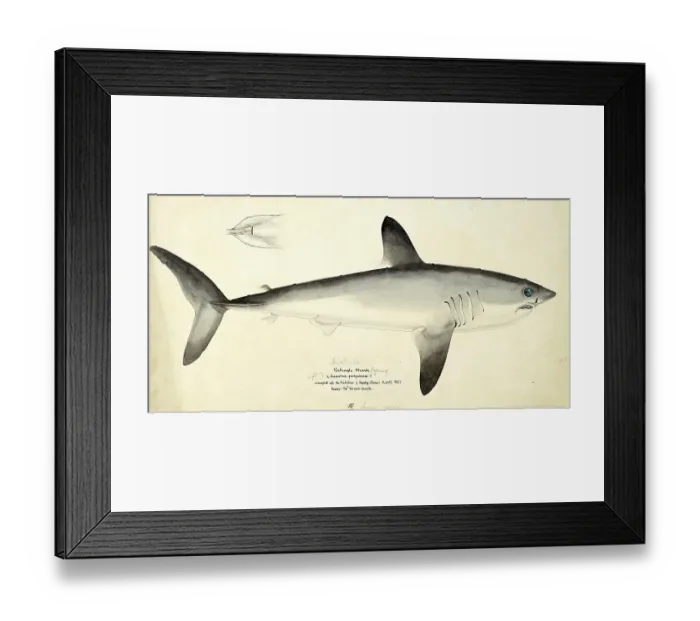 Framed Print : Porbeagle shark, Lamna nasus, porbeagle or porbeagle shark, fish, reproduction of an original, by Frank Edward Clarke (b. 1849, d. 1899), ichthyologist and scientific draughtsman