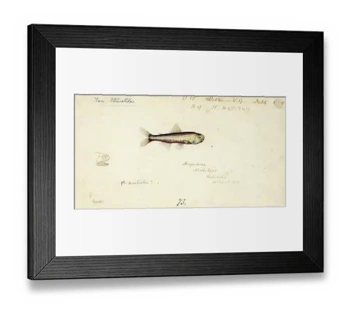 Framed Print : Salmon herring, Maurolicus muelleri, Mueller's pearlside, Mueller's bristle-mouth fish, fish, reproduction of an original, by Frank Edward Clarke (b. 1849, d. 1899), ichthyologist and scientific draughtsman Framed Print : Salmon herring, Maurolicus muelleri, Mueller's pearlside, Mueller's bristle-mouth fish, fish, reproduction of an original, by Frank Edward Clarke (b. 1849, d. 1899), ichthyologist and scientific draughtsman