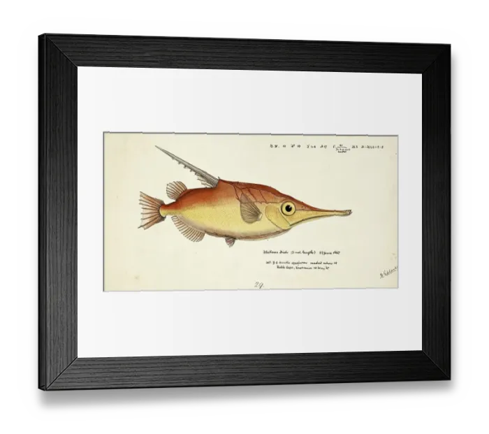 Framed Print : Longspine snipefish, Macrorhamphosus scolopax, The longspine snipefish, Fish, Reproduction of an original, by Frank Edward Clarke (b. 1849, d. 1899), ichthyologist and scientific draughtsman Framed Print : Longspine snipefish, Macrorhamphosus scolopax, The longspine snipefish, Fish, Reproduction of an original, by Frank Edward Clarke (b. 1849, d. 1899), ichthyologist and scientific draughtsman