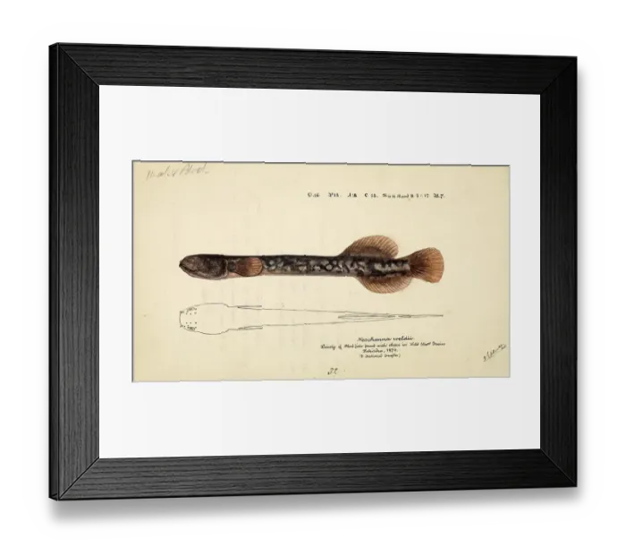 Framed Print : Brown mudfish, Neochanna apoda, brown mudfish, fish, reproduction of an original, by Frank Edward Clarke (born 1849, died 1899), ichthyologist and scientific draughtsman
