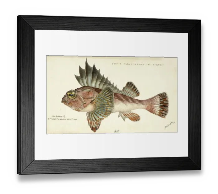 Framed Print : Scorpionfish, Neosebastes scorpaenoides, large greyish to reddish-brown gurnard perch, fish, reproduction of an original, by Frank Edward Clarke (born 1849, died 1899), ichthyologist and scientific draughtsman