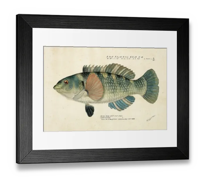 Framed Print : Spotted or paketi, Notolabrus celidotus, The spotty or paketi, fish, reproduction of an original, by Frank Edward Clarke (b. 1849, d. 1899), ichthyologist and scientific draughtsman