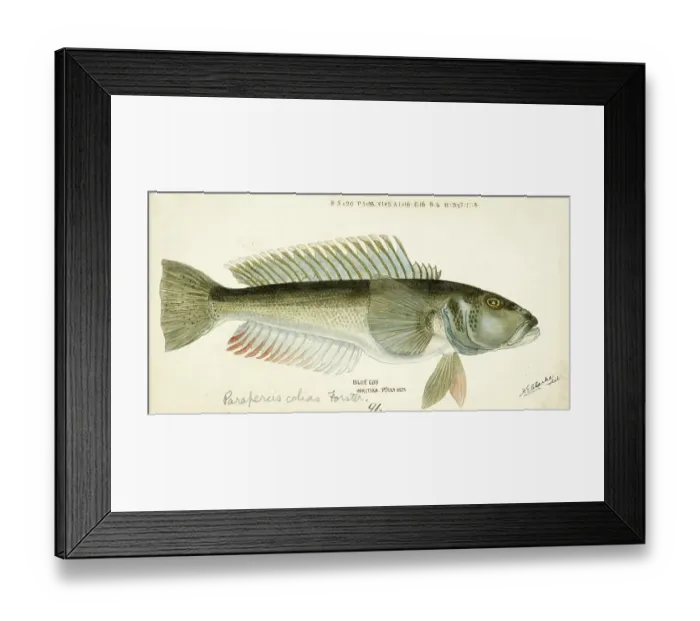 Framed Print : Blue cod, blue sand bass, Parapercis colias, blue cod, fish, reproduction of an original, by Frank Edward Clarke (b. 1849, d. 1899), ichthyologist and scientific draughtsman