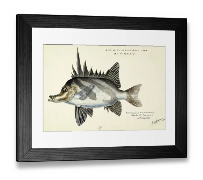 Framed Print : Long-snouted boarfish, Pentaceropsis recurvirostris, The longsnout boarfish, fish, reproduction of an original, by Frank Edward Clarke (b. 1849, d. 1899), ichthyologist and scientific draughtsman