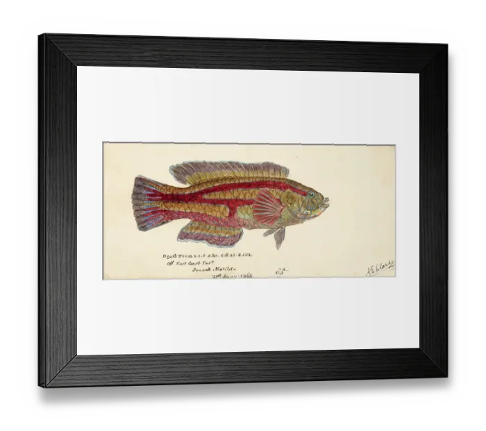 Framed Print : Patrician wrasse, the senator wrasse, the green parrotfish or the purplebanded wrasse, Pictilabrus laticlavius, the patrician wrasse, the senator wrasse, the green parrotfish or the purplebanded wrasse, Fish, Reproduction of an original Framed Print : Patrician wrasse, the senator wrasse, the green parrotfish or the purplebanded wrasse, Pictilabrus laticlavius, the patrician wrasse, the senator wrasse, the green parrotfish or the purplebanded wrasse, Fish, Reproduction of an original