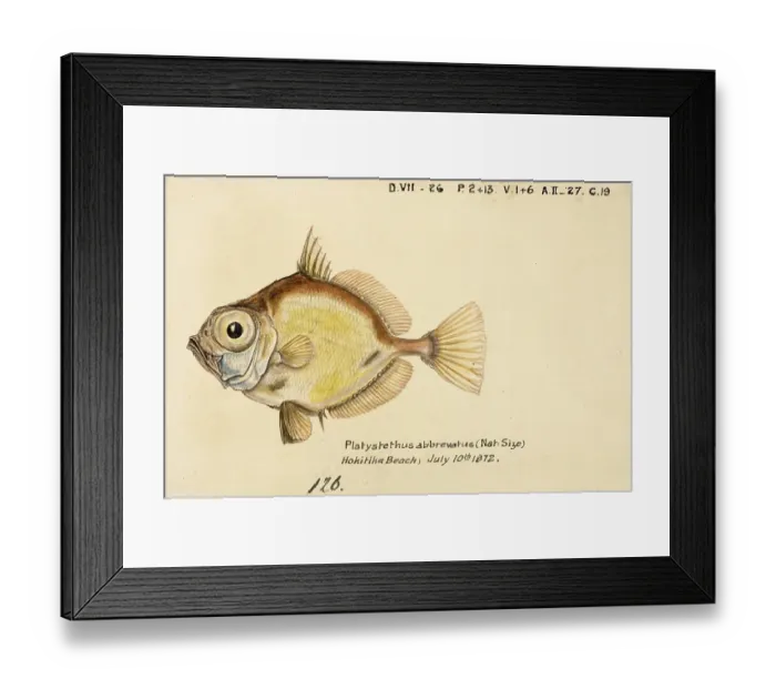 Framed Print : Platystethus abbrevatus, Capromimus abbreviatus, the capro dory, is a species of zeniontid fish, Fish, Reproduction of an original, by Frank Edward Clarke (b. 1849, d. 1899), ichthyologist and scientific draughtsman Framed Print : Platystethus abbrevatus, Capromimus abbreviatus, the capro dory, is a species of zeniontid fish, Fish, Reproduction of an original, by Frank Edward Clarke (b. 1849, d. 1899), ichthyologist and scientific draughtsman