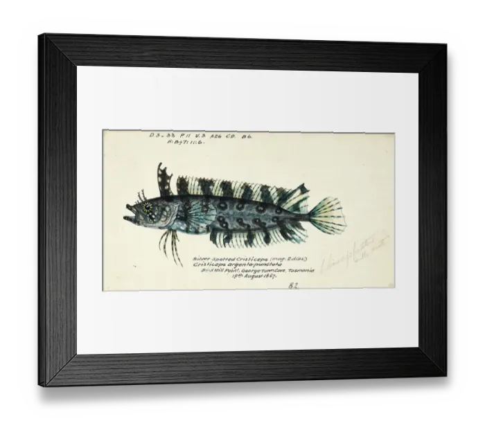 Framed Print : Genus of clinids, Cristiceps sp, daggerhead seabream or dageraad, fish, reproduction of an original, by Frank Edward Clarke (b. 1849, d. 1899), ichthyologist and scientific draughtsman