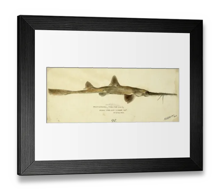 Framed Print : Shortnose sawshark, Pristiophorus nudipinnis, shortnose sawshark or southern sawshark, fish, reproduction of an original, by Frank Edward Clarke (b. 1849, d. 1899), ichthyologist and scientific draughtsman Framed Print : Shortnose sawshark, Pristiophorus nudipinnis, shortnose sawshark or southern sawshark, fish, reproduction of an original, by Frank Edward Clarke (b. 1849, d. 1899), ichthyologist and scientific draughtsman