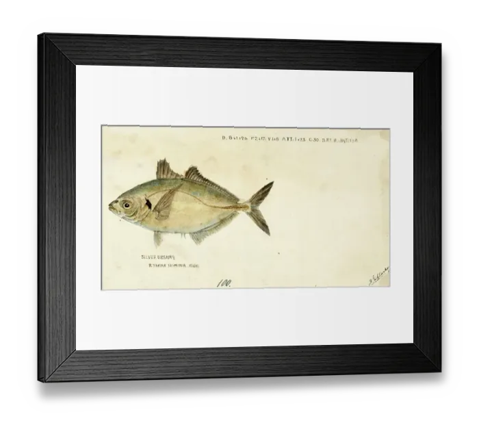 Framed Print : Yellowfin trevally, Pseudocaranx dentex, White trevally, fish, reproduction of an original, by Frank Edward Clarke (b. 1849, d. 1899), ichthyologist and scientific draughtsman Framed Print : Yellowfin trevally, Pseudocaranx dentex, White trevally, fish, reproduction of an original, by Frank Edward Clarke (b. 1849, d. 1899), ichthyologist and scientific draughtsman