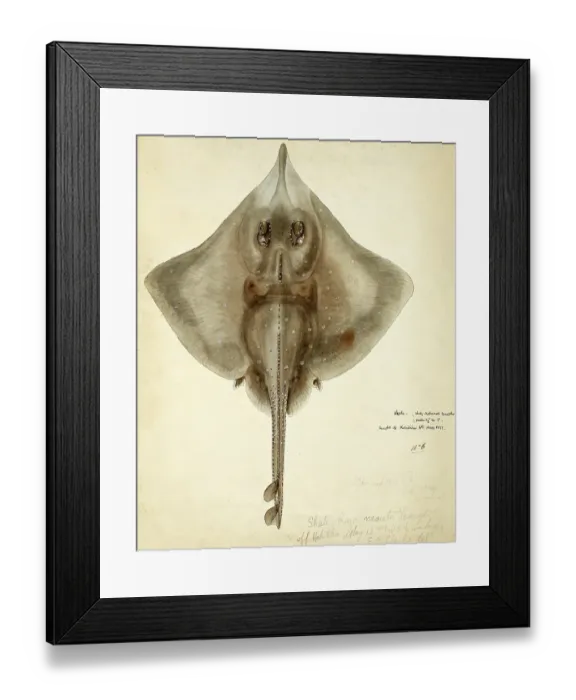 Framed Print : New Zealand rough skate, Raja nasuta, Zearaja nasuta, New Zealand rough skate, fish, reproduction of an original, by Frank Edward Clarke (b. 1849, d. 1899), ichthyologist and scientific draughtsman