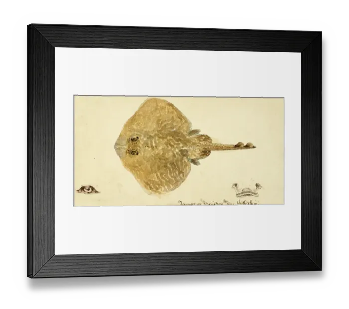 Framed Print : Skate (fish), Rajidae, skate, fish, reproduction of an original, by Frank Edward Clarke (b. 1849, d. 1899), ichthyologist and scientific draughtsman