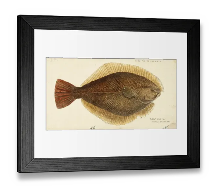 Framed Print : Yellowbelly flounder, Rhombosolea leporina, Yellowbelly flounder, Fish, Reproduction of an original, by Frank Edward Clarke (b. 1849, d. 1899), ichthyologist and scientific draughtsman Framed Print : Yellowbelly flounder, Rhombosolea leporina, Yellowbelly flounder, Fish, Reproduction of an original, by Frank Edward Clarke (b. 1849, d. 1899), ichthyologist and scientific draughtsman