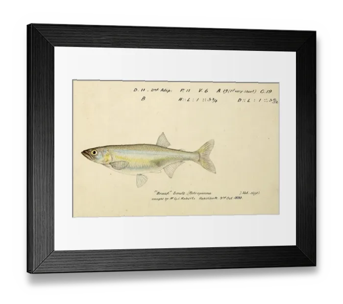 Framed Print : New Zealand smelt, New Zealand cucumberfish or silverfish, Retropinna retropinna, New Zealand smelt, fish, reproduction of an original, by Frank Edward Clarke (b. 1849, d. 1899), ichthyologist and scientific draughtsman Framed Print : New Zealand smelt, New Zealand cucumberfish or silverfish, Retropinna retropinna, New Zealand smelt, fish, reproduction of an original, by Frank Edward Clarke (b. 1849, d. 1899), ichthyologist and scientific draughtsman