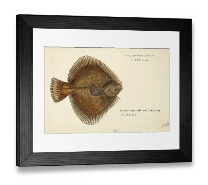 Framed Print : New Zealand sand flounder, Rhombosolea plebeia, New Zealand sand flounder, fish, reproduction of an original, by Frank Edward Clarke (b. 1849, d. 1899), ichthyologist and scientific draughtsman Framed Print : New Zealand sand flounder, Rhombosolea plebeia, New Zealand sand flounder, fish, reproduction of an original, by Frank Edward Clarke (b. 1849, d. 1899), ichthyologist and scientific draughtsman