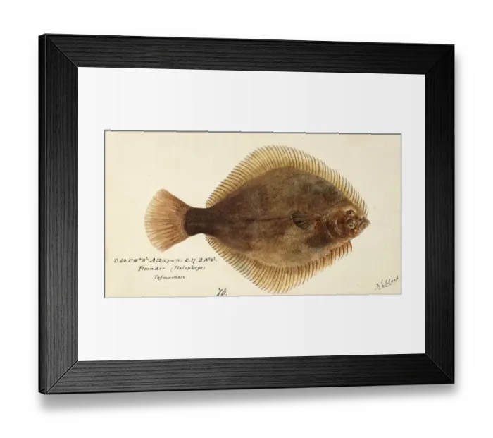 Framed Print : Greenback flounder, Rhombosolea tapirina, greenback flounder, fish, reproduction of an original, by Frank Edward Clarke (b. 1849, d. 1899), ichthyologist and scientific draughtsman