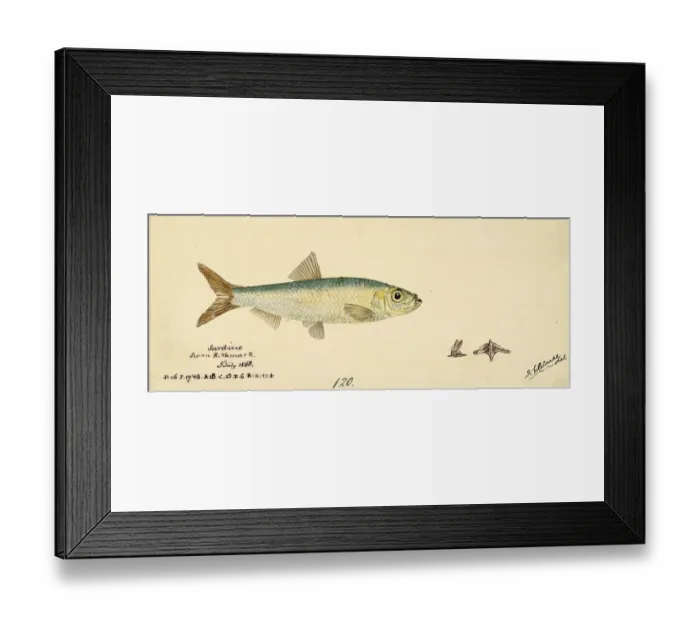 Framed Print : Pacific Sardine, Sardinops sagax, Sardinops neopilchardus, Sardinops, Fish, Reproduction of an original, by Frank Edward Clarke (b. 1849, d. 1899), ichthyologist and scientific draughtsman