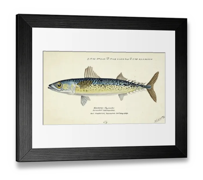 Framed Print : Blue mackerel, also Chub mackerel, Pacific mackerel, slimy mackerel or spotted mackerel, Scomber australasicus, The blue mackerel, fish, reproduction of an original, by Frank Edward Clarke (b. 1849, d. 1899), ichthyologist and scientific draughtsman