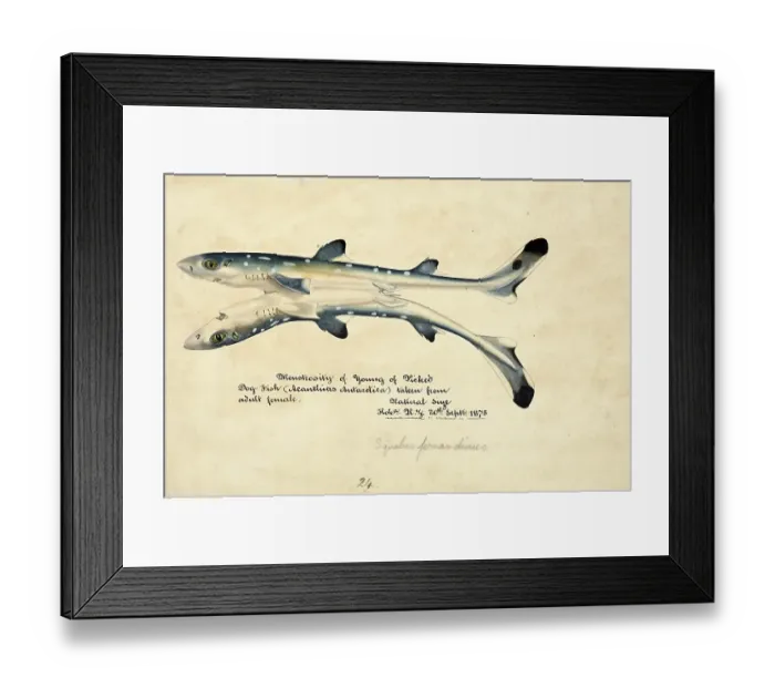 Framed Print : Siamese twins Spiny dogfish, spurdog, mud shark, or piked dogfish, fish, reproduction of an original, by Frank Edward Clarke (b. 1849, d. 1899), ichthyologist and scientific draughtsman Framed Print : Siamese twins Spiny dogfish, spurdog, mud shark, or piked dogfish, fish, reproduction of an original, by Frank Edward Clarke (b. 1849, d. 1899), ichthyologist and scientific draughtsman