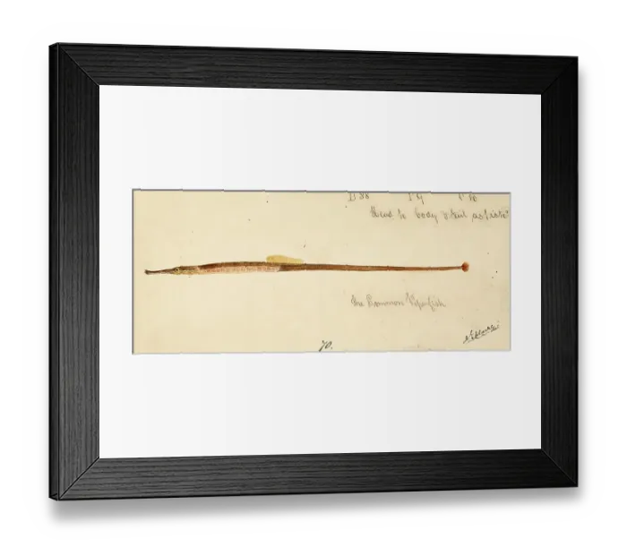 Framed Print : The Greater pipefish, Syngnathus acus, The greater pipefish, fish, reproduction of an original, by Frank Edward Clarke (b. 1849, d. 1899), ichthyologist and scientific draughtsman