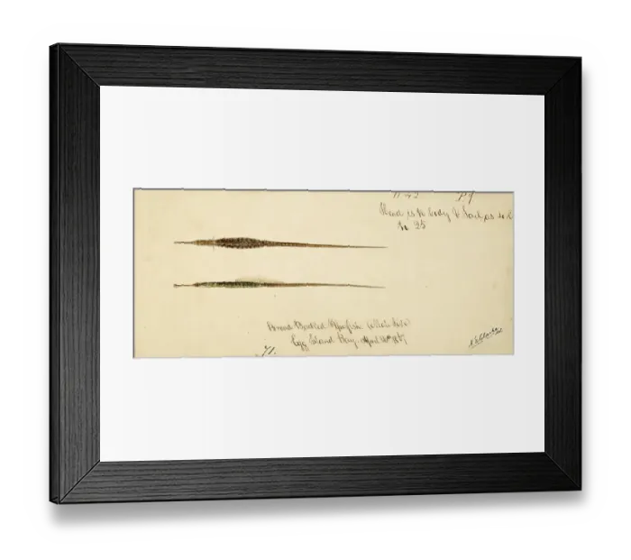 Framed Print : Broadnosed pipefish or deepnosed pipefish, Syngnathus typhle, grass needle, fish, reproduction of an original, by Frank Edward Clarke (b. 1849, d. 1899), ichthyologist and scientific draughtsman