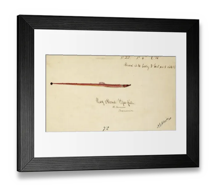 Framed Print : The Greater pipefish, Syngnathus acus, The greater pipefish, fish, reproduction of an original, by Frank Edward Clarke (b. 1849, d. 1899), ichthyologist and scientific draughtsman