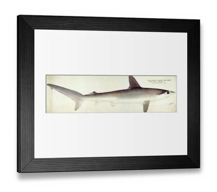 Framed Print : Smooth hammerhead, Sphyrna zygaena, Hammerhead shark, fish, reproduction of an original, by Frank Edward Clarke (b. 1849, d. 1899), ichthyologist and scientific draughtsman