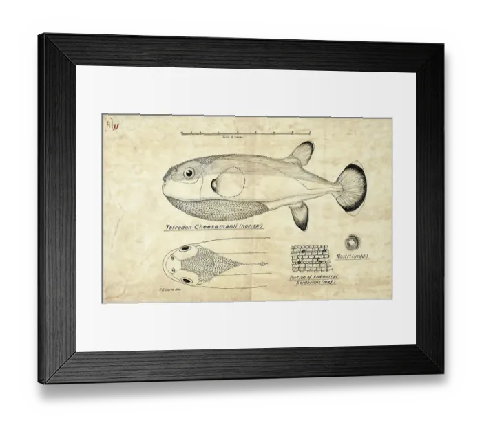 Framed Print : Pufferfish, Tetraodon cheesmanii, Pufferfish, Fish, Reproduction of an original, by Frank Edward Clarke (b. 1849, d. 1899), ichthyologist and scientific draughtsman Framed Print : Pufferfish, Tetraodon cheesmanii, Pufferfish, Fish, Reproduction of an original, by Frank Edward Clarke (b. 1849, d. 1899), ichthyologist and scientific draughtsman