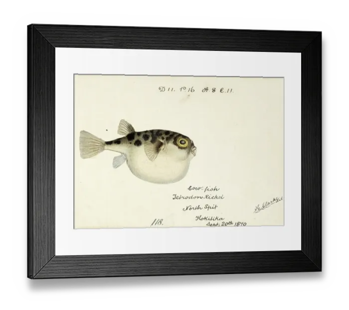 Framed Print : Pufferfish, Tetraodon gillbanksii, Arothron gillbanksii, a species of pufferfish in the family Tetraodontidae, Fish, Reproduction of an original, by Frank Edward Clarke (b. 1849, d. 1899), ichthyologist and scientific draughtsman Framed Print : Pufferfish, Tetraodon gillbanksii, Arothron gillbanksii, a species of pufferfish in the family Tetraodontidae, Fish, Reproduction of an original, by Frank Edward Clarke (b. 1849, d. 1899), ichthyologist and scientific draughtsman