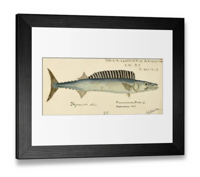 Framed Print : Pike mackerel, Thyrsites atun, known as the snoek in South Africa and as the barracouta in Australasia, is a long, thin species of snake mackerel, Fish, Reproduction of an original, by Frank Edward Clarke (b. 1849, d) Framed Print : Pike mackerel, Thyrsites atun, known as the snoek in South Africa and as the barracouta in Australasia, is a long, thin species of snake mackerel, Fish, Reproduction of an original, by Frank Edward Clarke (b. 1849, d)