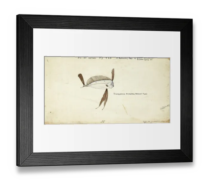 Framed Print : Marine fish from the genus Trachipterus, scythefish, Trachipterus trachypterus, Mediterranean dealfish, ribbon fish, fish, reproduction of an original, by Frank Edward Clarke (b. 1849, d. 1899), ichthyologist and scientific draughtsman