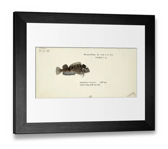 Framed Print : Pointed blenny, Tripterygion robustum, a genus of fish in the family Tripterygiidae, the threefin blennies, fish, reproduction of an original, by Frank Edward Clarke (b. 1849, d. 1899), ichthyologist and scientific draughtsman Framed Print : Pointed blenny, Tripterygion robustum, a genus of fish in the family Tripterygiidae, the threefin blennies, fish, reproduction of an original, by Frank Edward Clarke (b. 1849, d. 1899), ichthyologist and scientific draughtsman