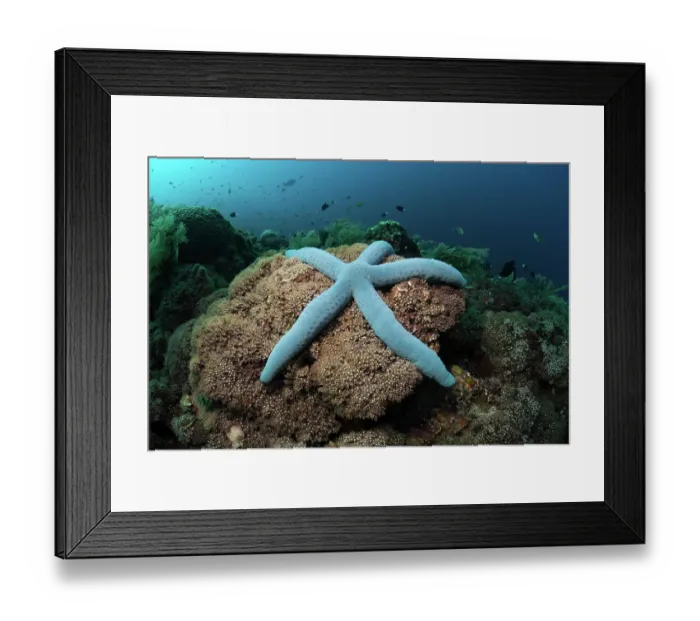 Framed Print : Blue round-armed starfish on the reef, blue Linckia laevigata, Alam Batu, Bali, Indonesia, Asia