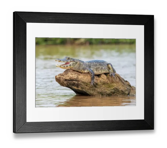 Framed Print : Spectacled caiman (Caiman crocodilus yacara), Crocodile (Alligatoridae), crocodile (Crocodylia), animal sunbathing on a rock in the water, Pantanal, inland, wetland, UNESCO Biosphere Reserve, World Heritage Site, wetland biotope, Mato Grosso