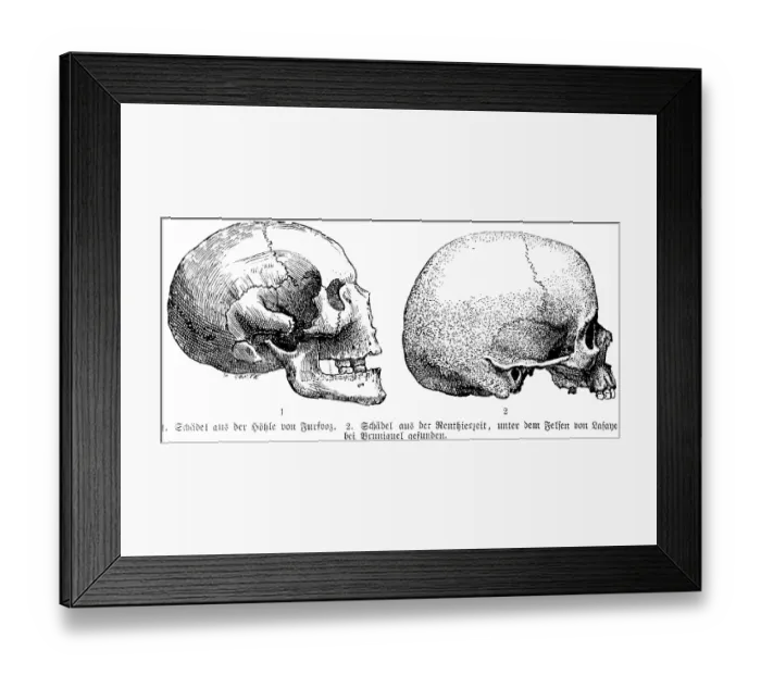 Framed Print : Side view of various skulls from different excavations, cave of Furfooz in Belgium, rocks near Bruniquel, archaeology, palaeontology, history of mankind, France, historical illustration1880, Europe Framed Print : Side view of various skulls from different excavations, cave of Furfooz in Belgium, rocks near Bruniquel, archaeology, palaeontology, history of mankind, France, historical illustration1880, Europe