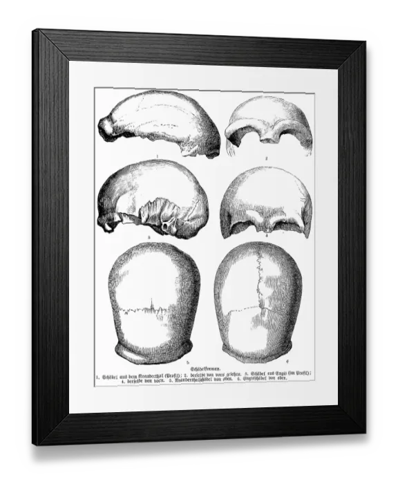Framed Print : Forms of individual skulls of various prehistoric peoples from the history of mankind, Neanderthals, skull of Engis near Liege, excavations, archaeology, palaeontology, Belgium, historical illustration1880, Europe