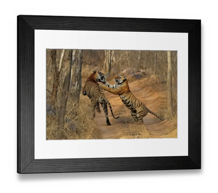 Framed Print : A mating pair of tigers (Panthera tigris) on a jungle track in Ranthambore National Park, Rajasthan, India, Asia Framed Print : A mating pair of tigers (Panthera tigris) on a jungle track in Ranthambore National Park, Rajasthan, India, Asia