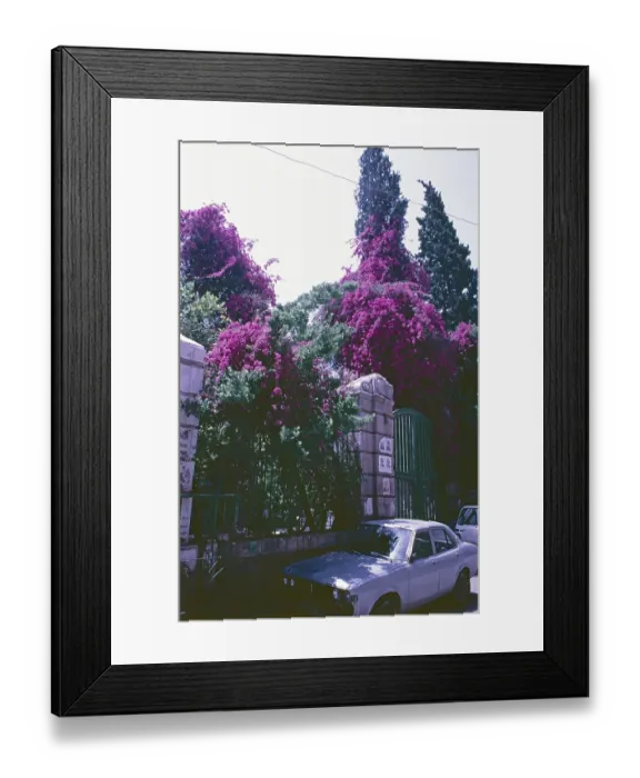 Framed Print : Bougainvillea, Azim Palace, Damascus, Syria, May 1987, vintage, retro, old, historical, Asia