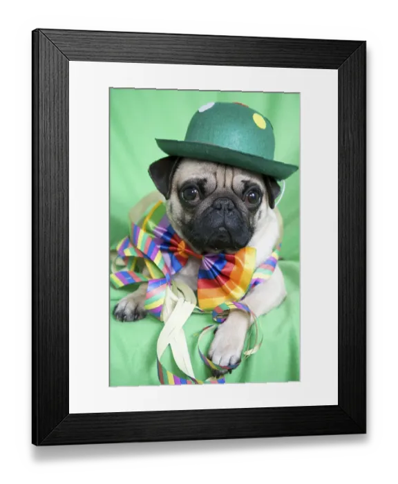 Framed Print : Young pug with a green hat, a colorful bow tie and streamers casually lying on a green blanket Framed Print : Young pug with a green hat, a colorful bow tie and streamers casually lying on a green blanket