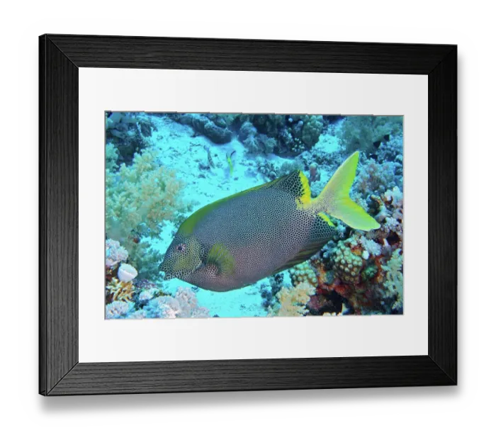 Framed Print : Spotted rabbitfish (Siganus stellatus laqueus), dive site Elphinstone Reef, Egypt, Red Sea, Africa Framed Print : Spotted rabbitfish (Siganus stellatus laqueus), dive site Elphinstone Reef, Egypt, Red Sea, Africa