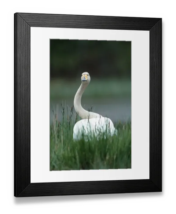Framed Print : Whooper Swan, Tiveden (Cyngus cygnus), Sweden, Europe