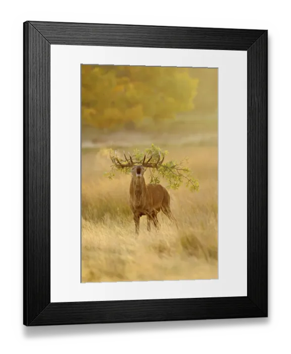Framed Print : Red deer (Cervus elaphus) Stag, roaring, antlers with oak branch, condensing breath, during rutting season, Richmond Park, London, England, autumn