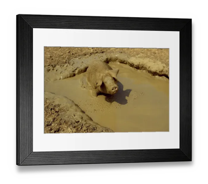 Framed Print : Domestic pig, free-range pig in mud bath, wallowing, Suffolk, England, Great Britain