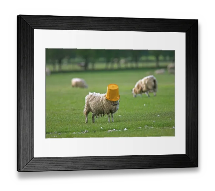 Framed Print : Domestic sheep, adult, with feed bucket on head, standing on pasture, Berwickshire, Scotland, spring